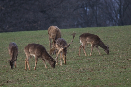 Na pastve... (archív)