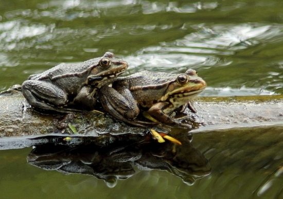Skokan rapotavý (Rana ridibunda)