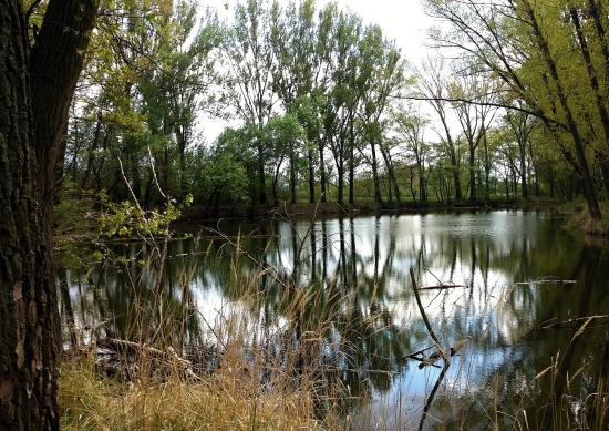 Oponice- rieka Nitra(staré rameno)