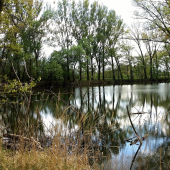 Oponice- rieka Nitra(staré rameno)