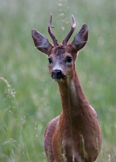 Srnec Lesný (Capreolus capreolus)