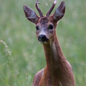 Srnec Lesný (Capreolus capreolus)