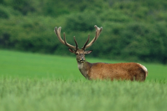 Jeleň lesný (Cervus elaphus)