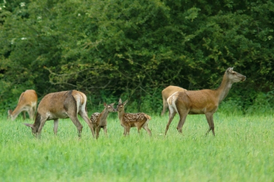 Jelenice- jelienčatá