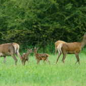 Jelenice- jelienčatá