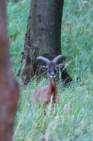 Muflón lesný (Ovis musimon)