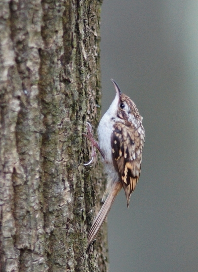Kôrovník dlhoprstý ( Certhia familiaris)