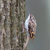 Kôrovník dlhoprstý ( Certhia familiaris)
