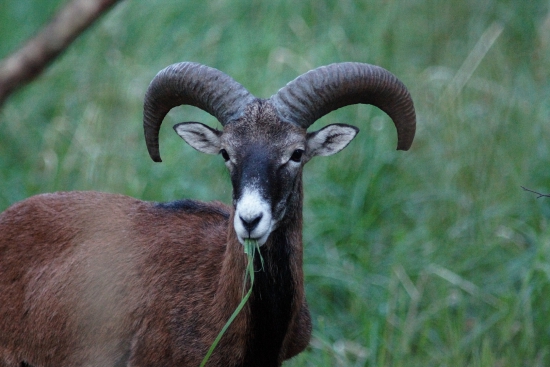 Muflón lesný (Ovis musimon)