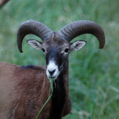 Muflón lesný (Ovis musimon)