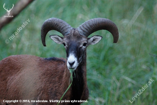 Muflón lesný (Ovis musimon)