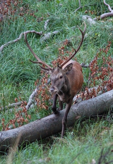 Jeleň