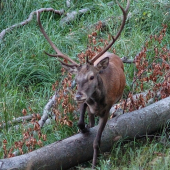 Jeleň