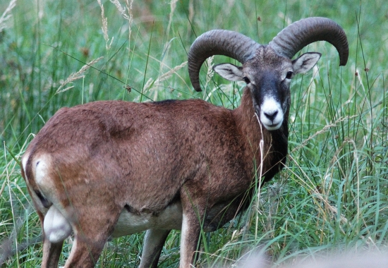 Muflón lesný (Ovis musimon)