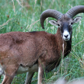 Muflón lesný (Ovis musimon)