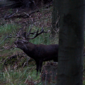 Dnes ma vyprevádzal...