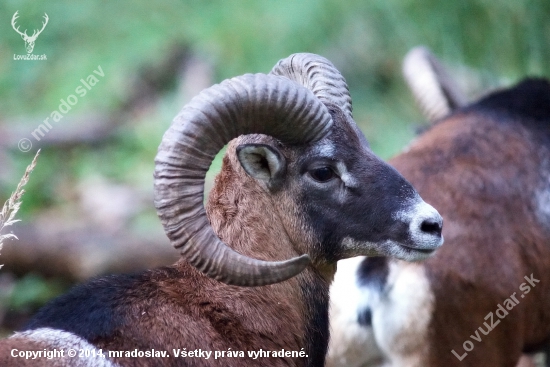 Muflón