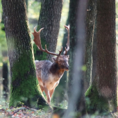 Daniel škvrnitý (Dama dama)