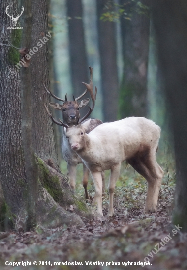 Spoločne...