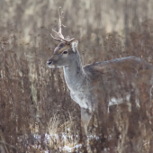Daniel škvrnitý (Dama dama)