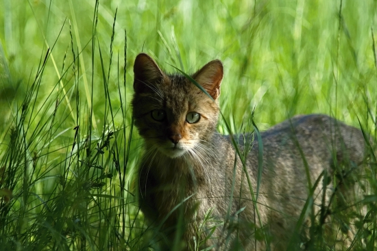 Mačka divá (Felis silvestris)