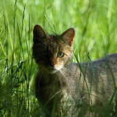 Mačka divá (Felis silvestris)
