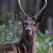 Jeleň