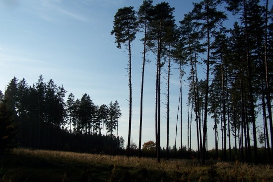 Lesní velikáni