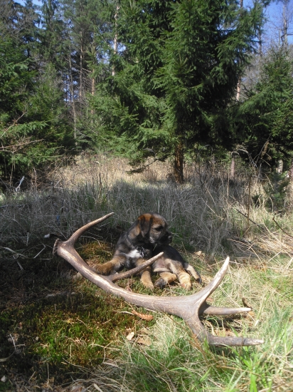 Korunový desaterák