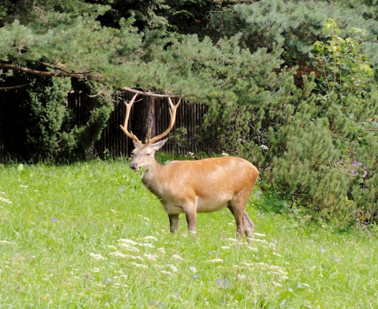Jeleň