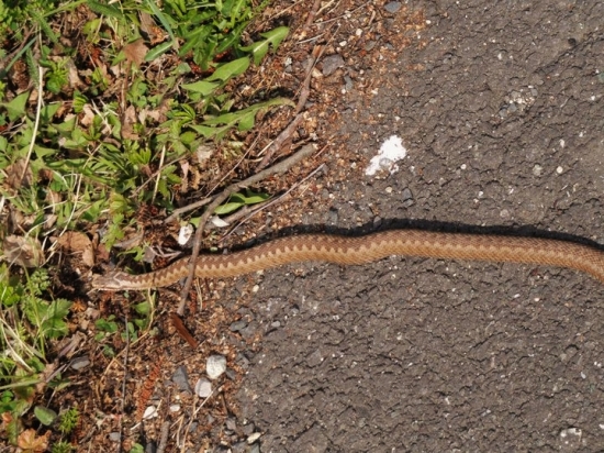 Vretenica obyčajná cca65cm