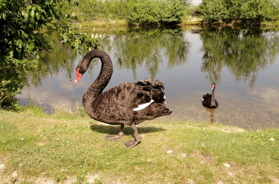 Čierna Labuť