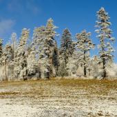Statočne stromy ktoré prežili aj víchricu v r.2004