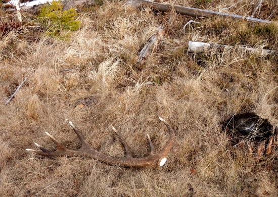 Jeden s tých lepších 18 torak,dlžka 97,váha 3.60kg