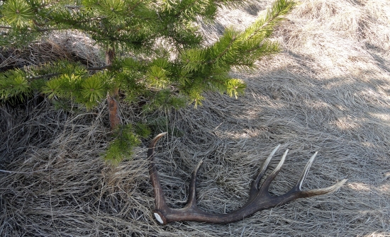 Jeden stých  lepších 2.60kg,dlžka 95cm.