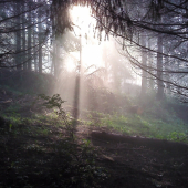 Ranné slnko uprostred lesa ponoreného v hmle