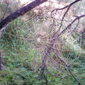 Krásna pavucina v rose