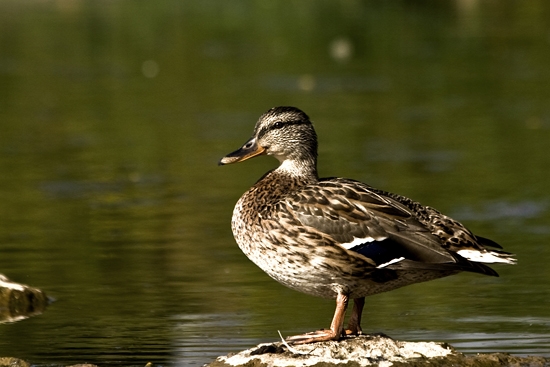 Kačka