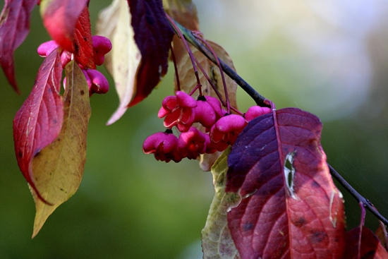 Bršlen európsky (Euonymus europaeus)