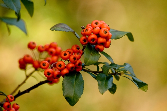 Hlohyňa šarlatová /Pyracantha coccinea /