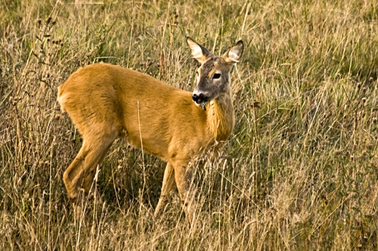 Srnka