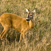 Srnka