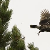 Orešnica perlovaná