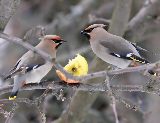 Chochláč severský