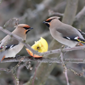 Chochláč severský