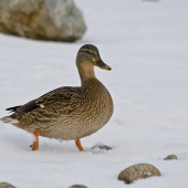 Kačica divá    Anas platyrhynchos