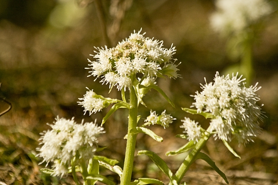 Deväťsil Biely /Petasites albus/