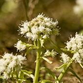 Deväťsil Biely /Petasites albus/