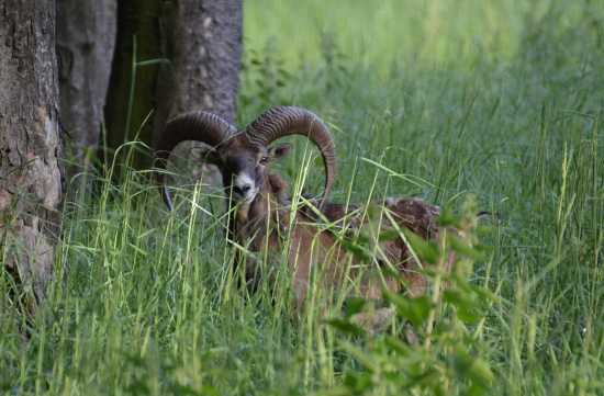 Male Karpaty