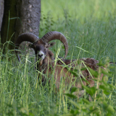 Male Karpaty